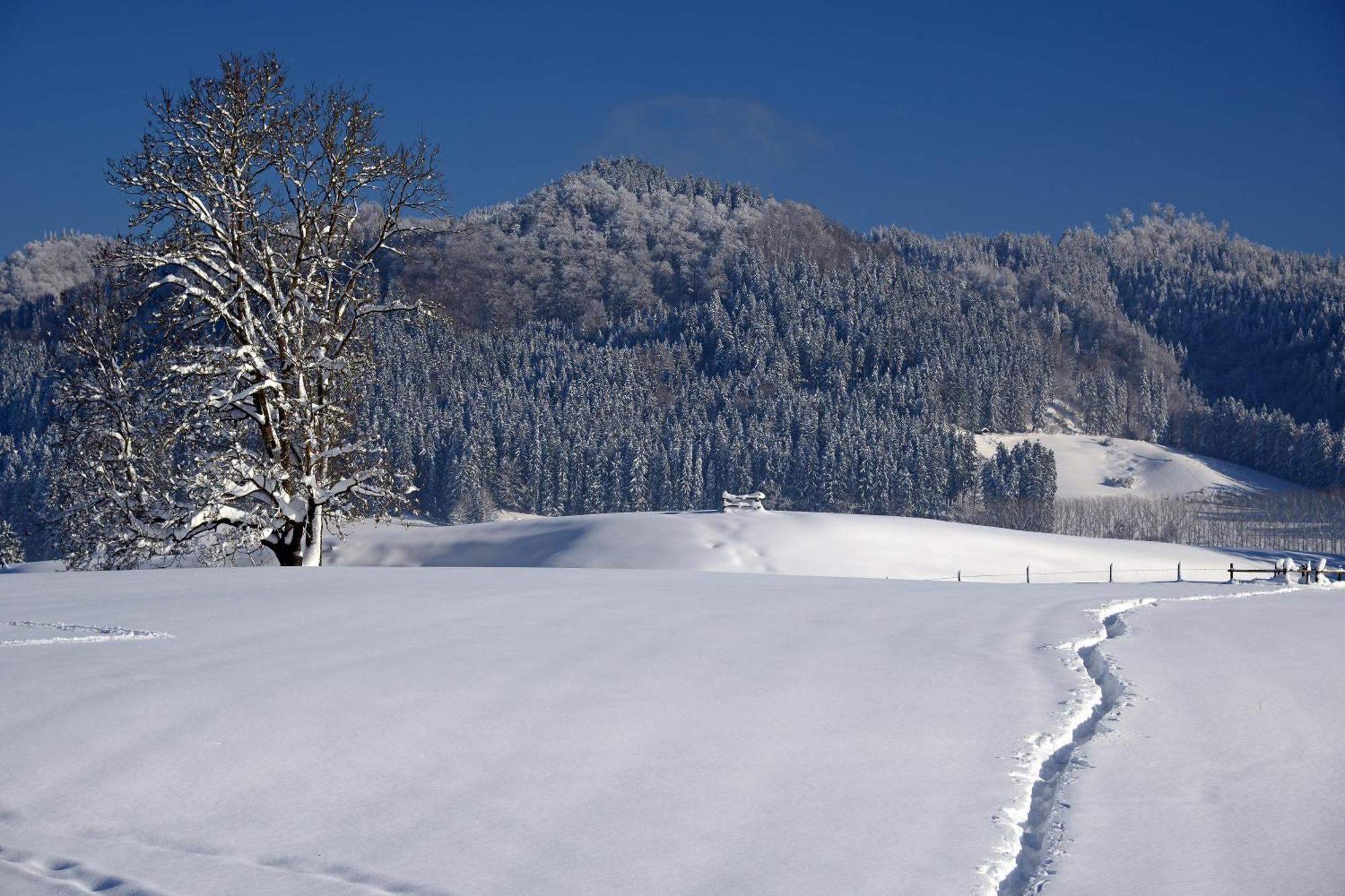 Stayzen Holz & Hirsch Deluxe Hideaway Zentral Mit Parkplatz Apartment Isny im Allgau